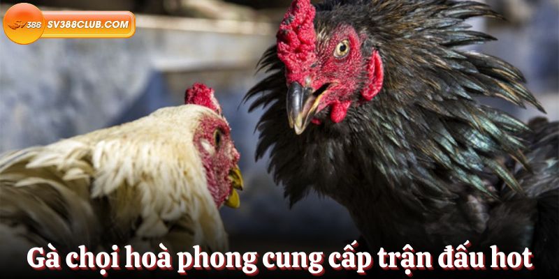 Các trò chơi Max88 được chọn lọc - Max88
