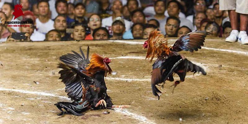 58M là một công ty trò chơi được cấp phép - 58M