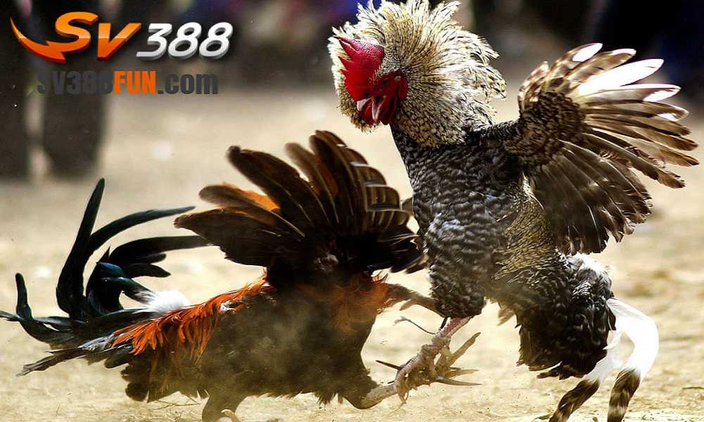 Cách chơi game trực tuyến trên máy chủ cấp 22Bet - 22Bet